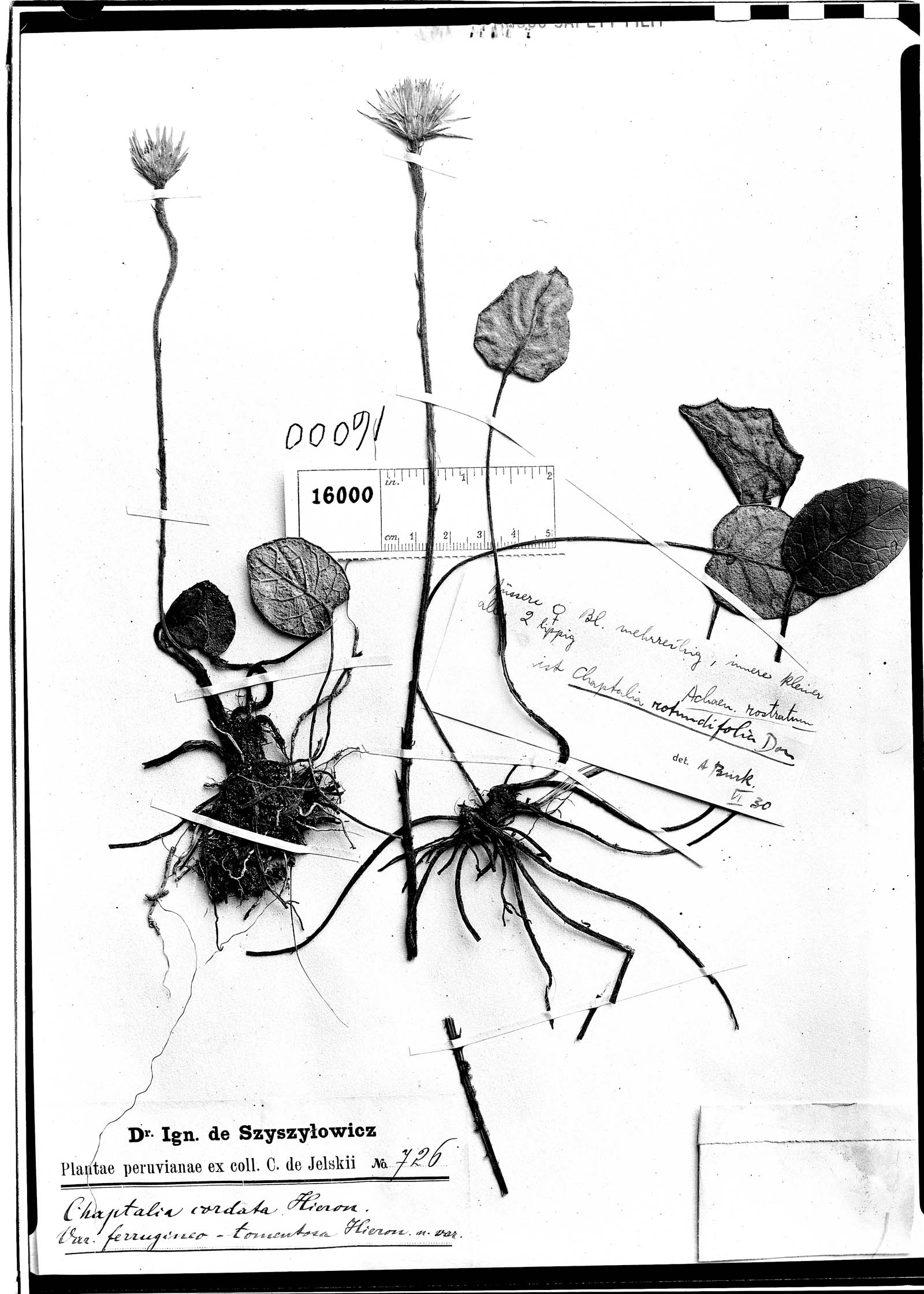 Chaptalia cordata var. ferrugineotomentosa image