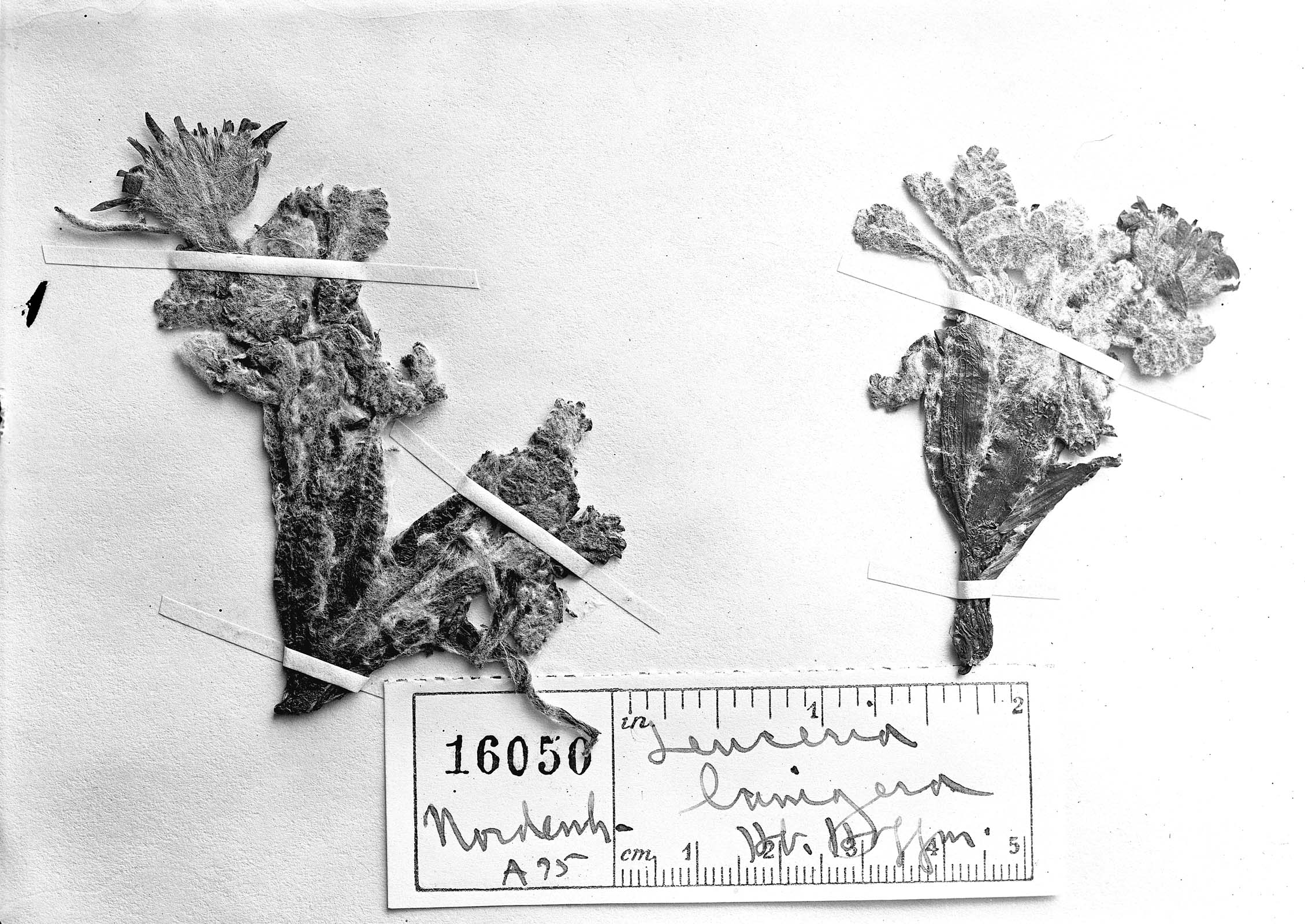 Leucheria leontopodioides image
