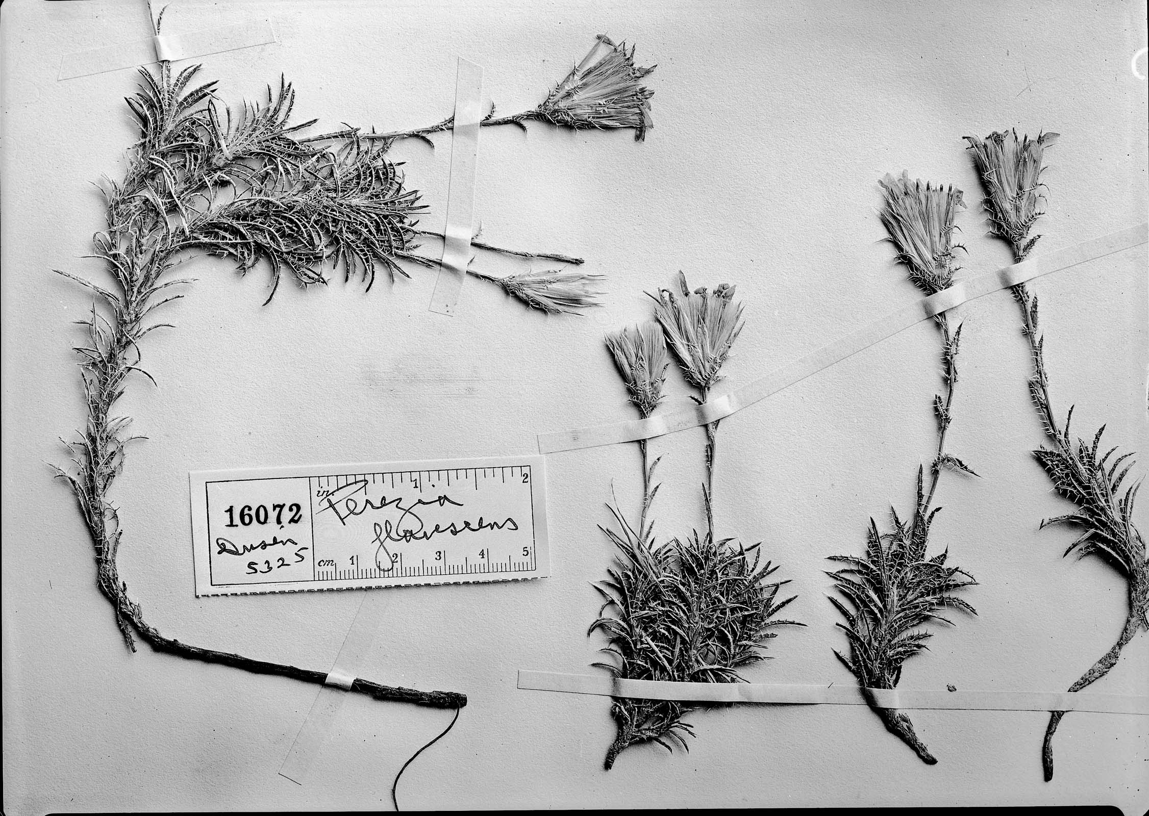 Perezia recurvata subsp. beckii image