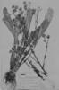 Perezia squarrosa subsp. cubataensis image