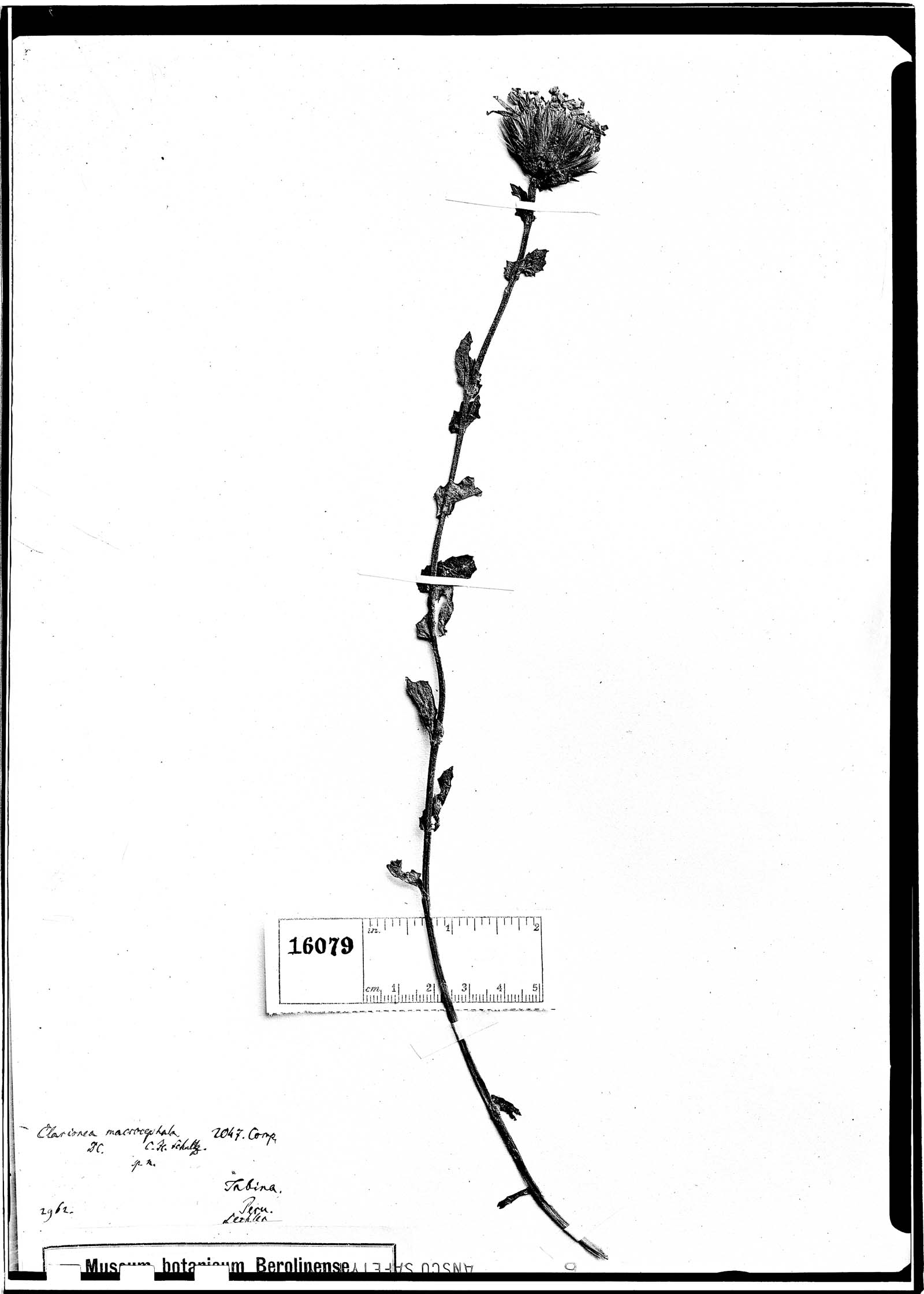 Perezia macrocephala image