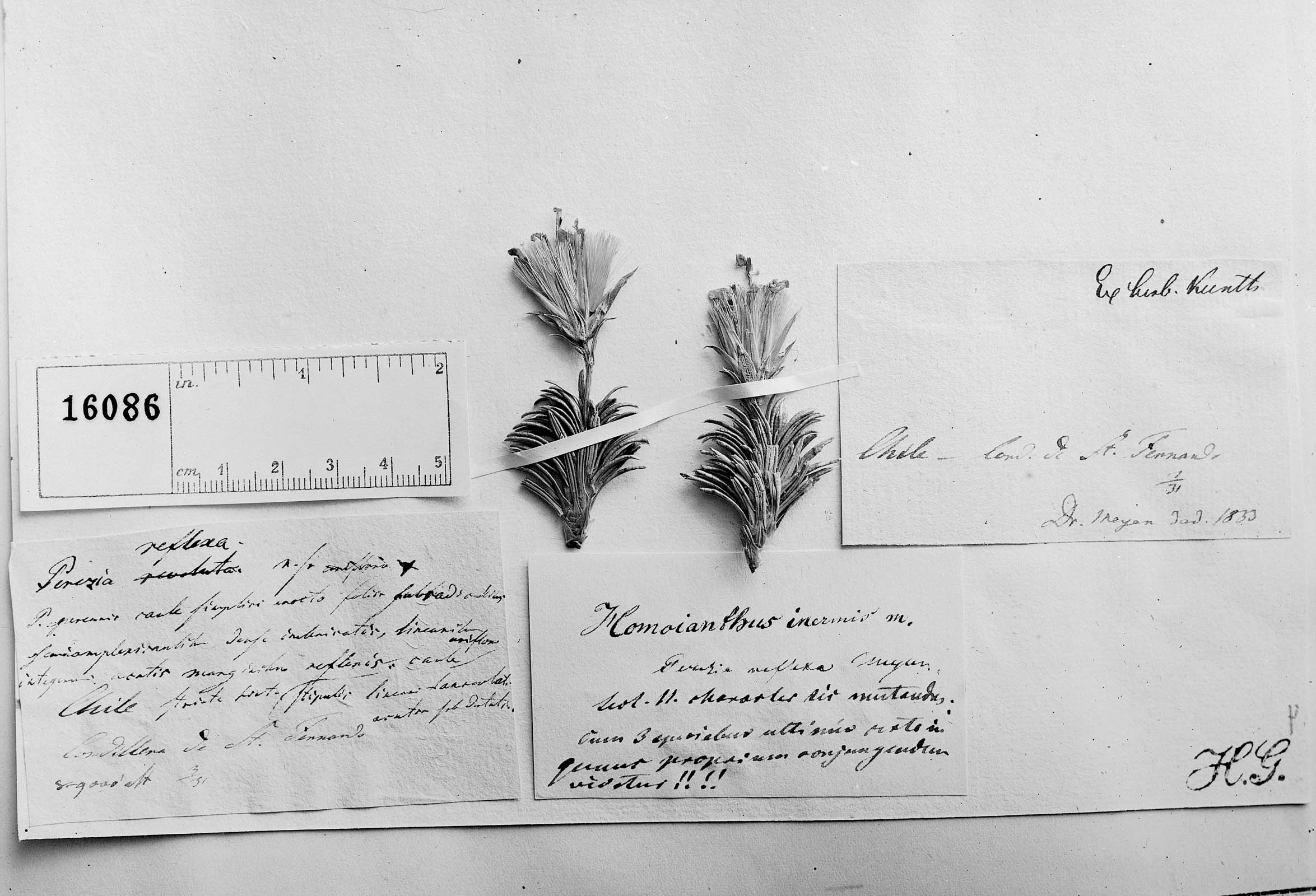 Perezia recurvata subsp. recurvata image