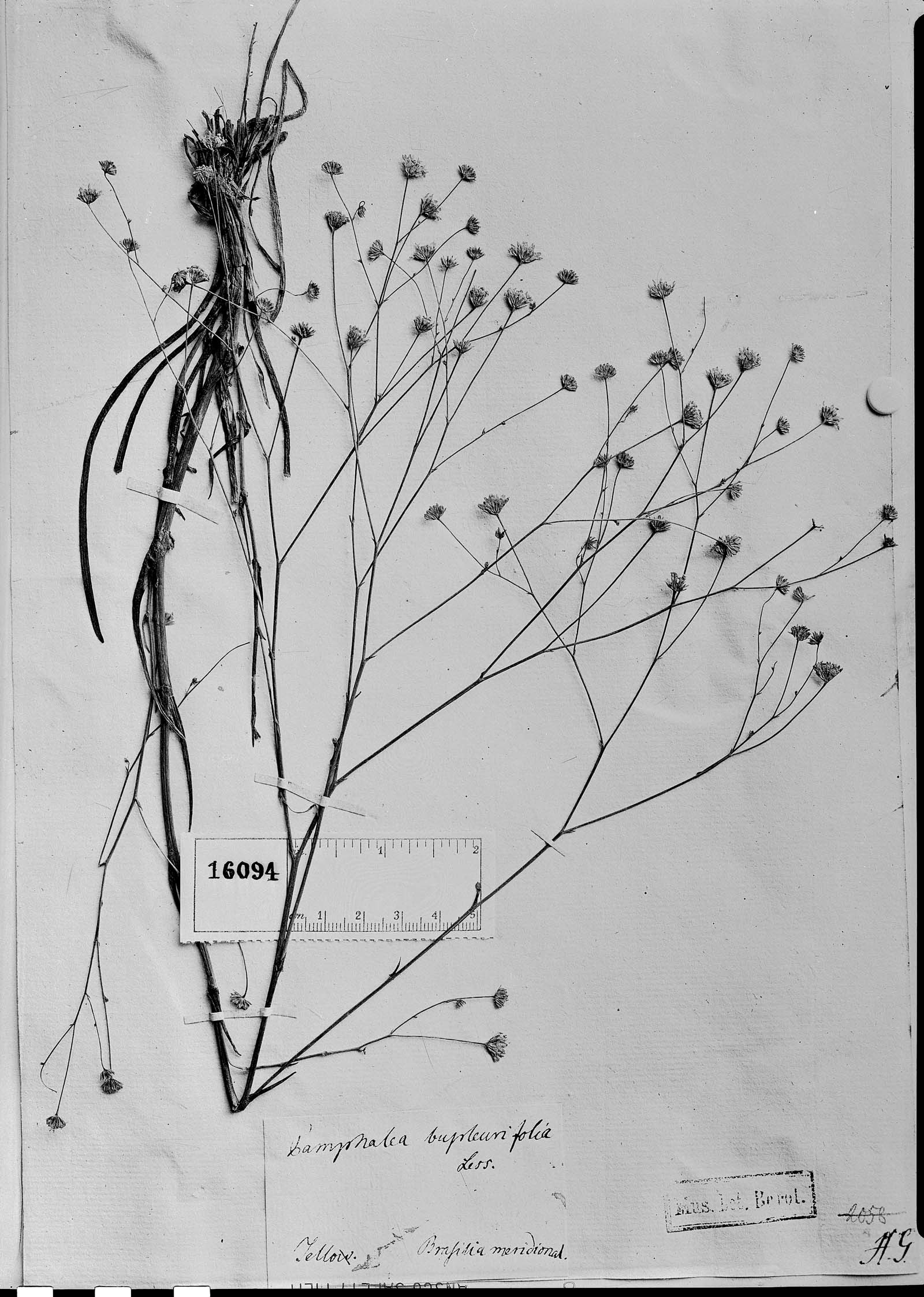 Pamphalea bupleurifolia image
