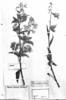 Trixis divaricata subsp. divaricata image