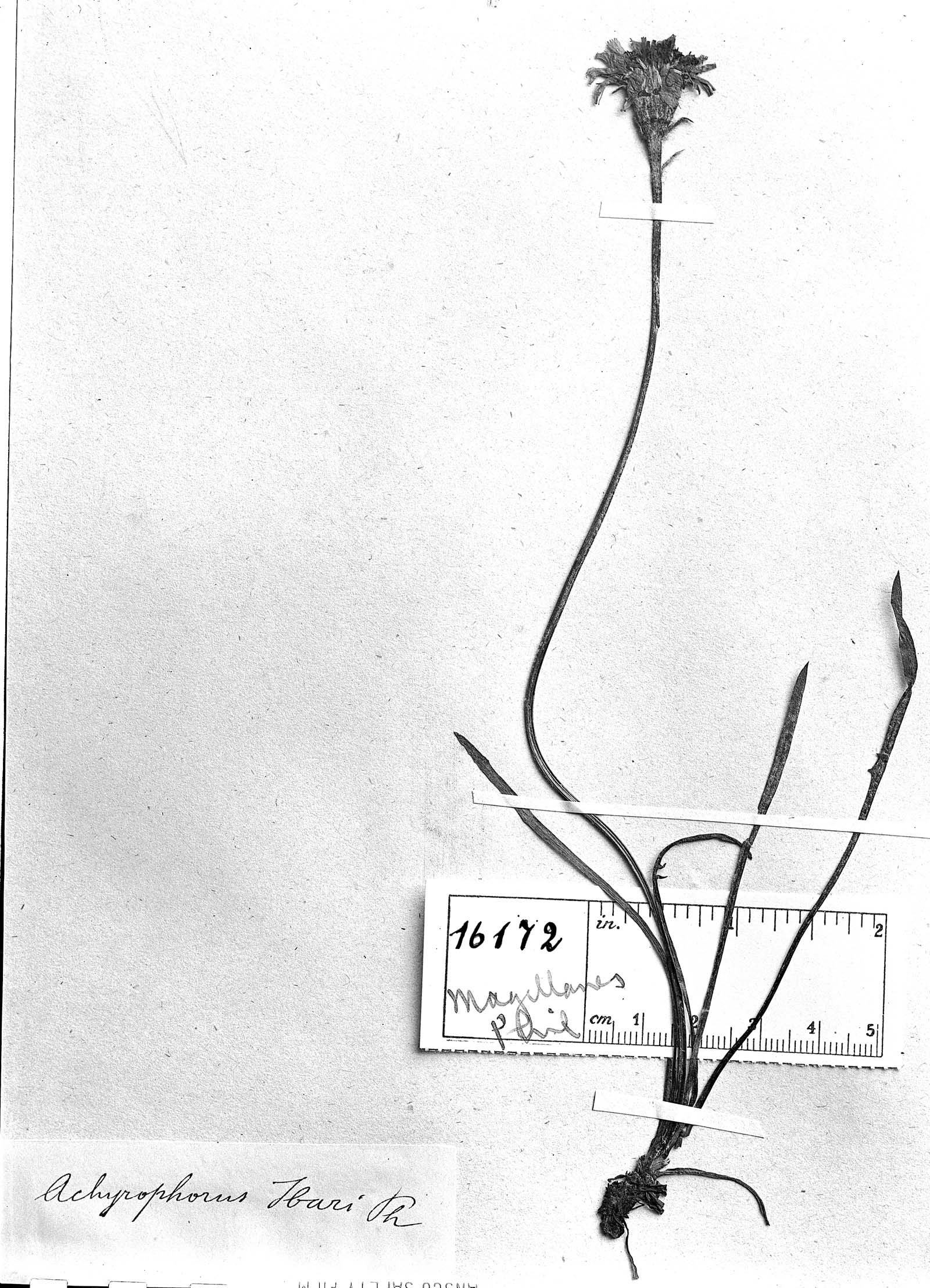 Hypochaeris incana var. integrifolia image