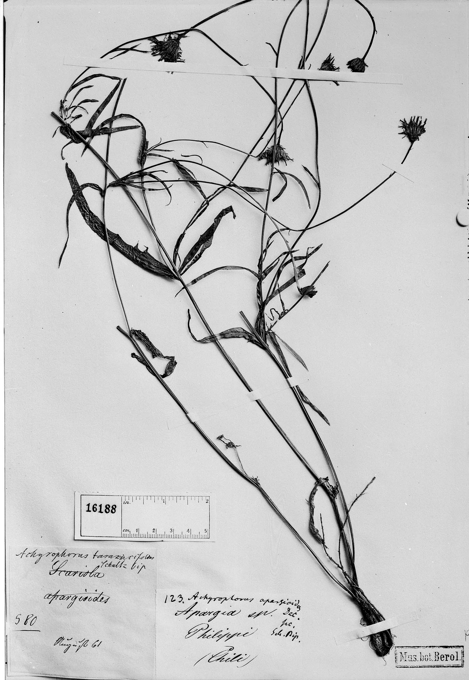 Crepis albida subsp. albida image