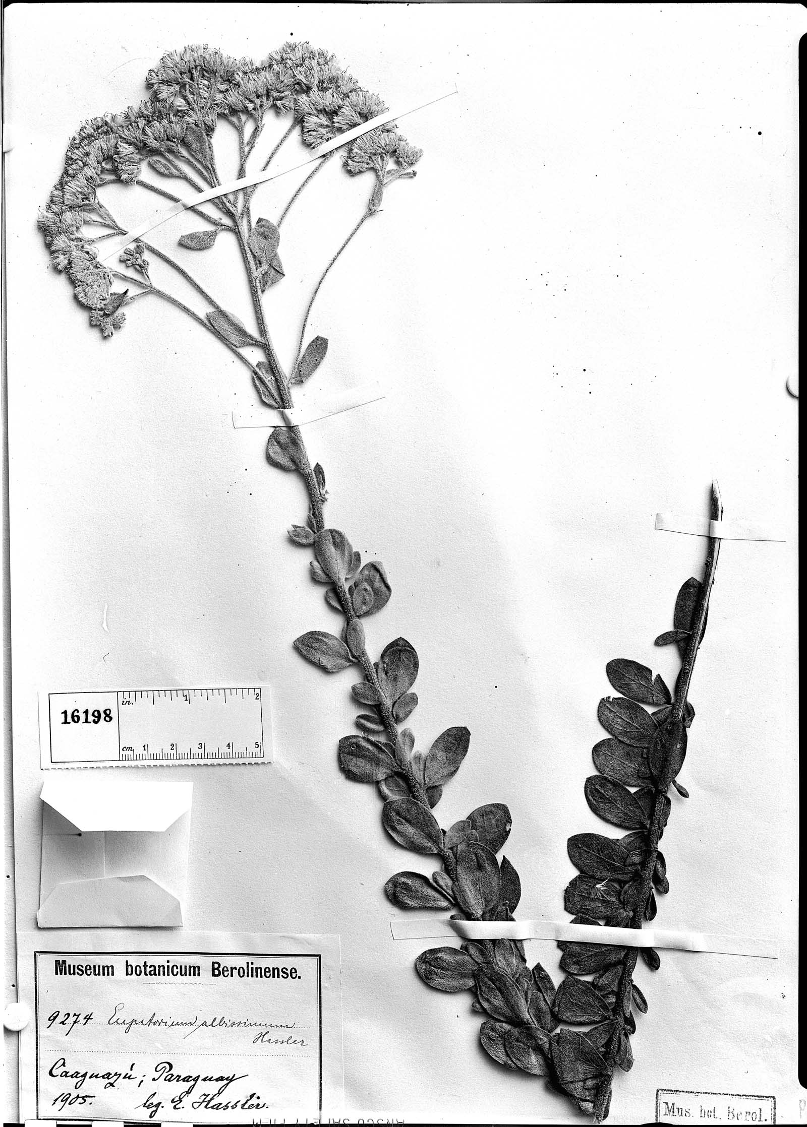 Disynaphia spathulata image