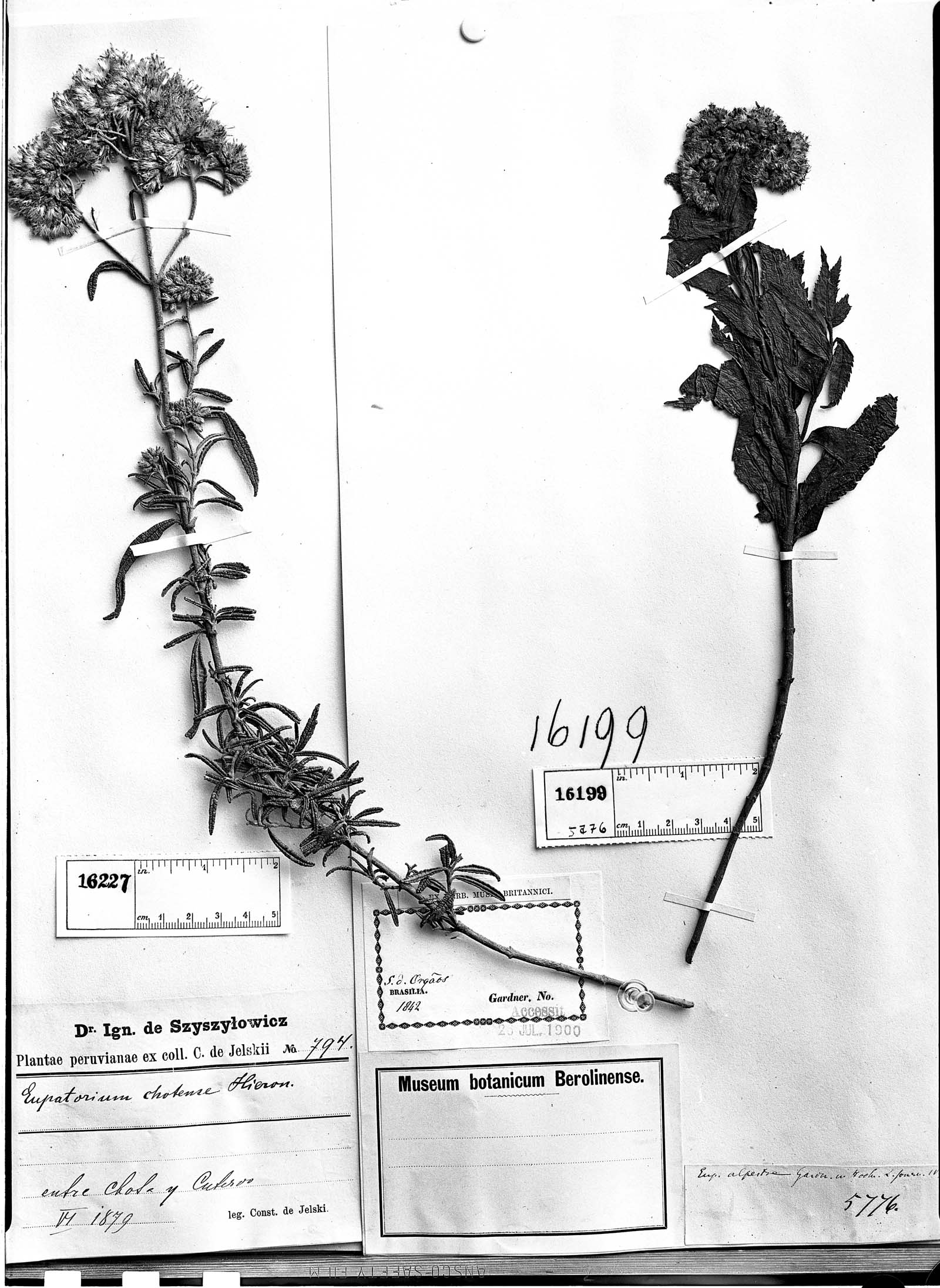 Grazielia serrata image