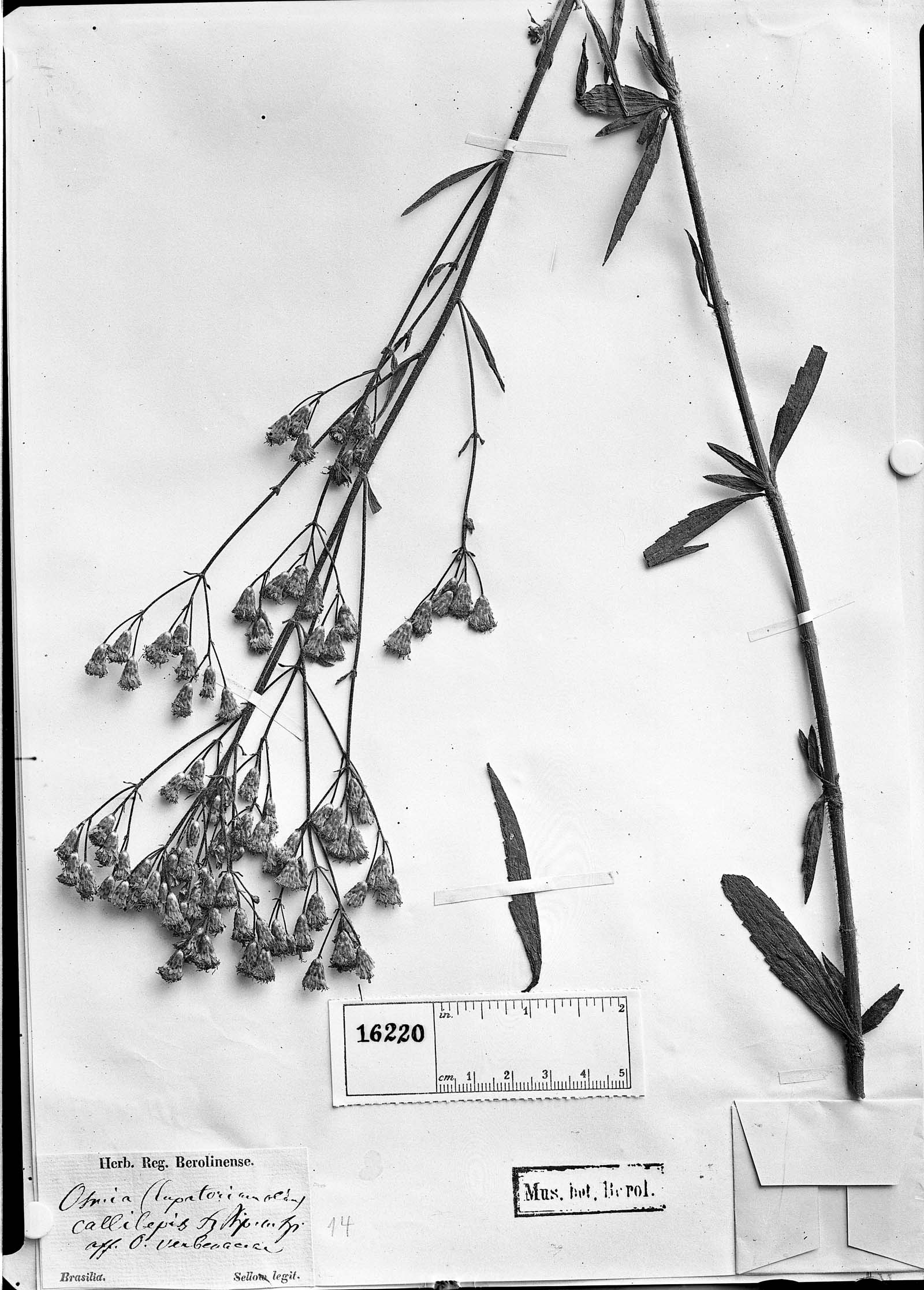 Chromolaena callilepis image
