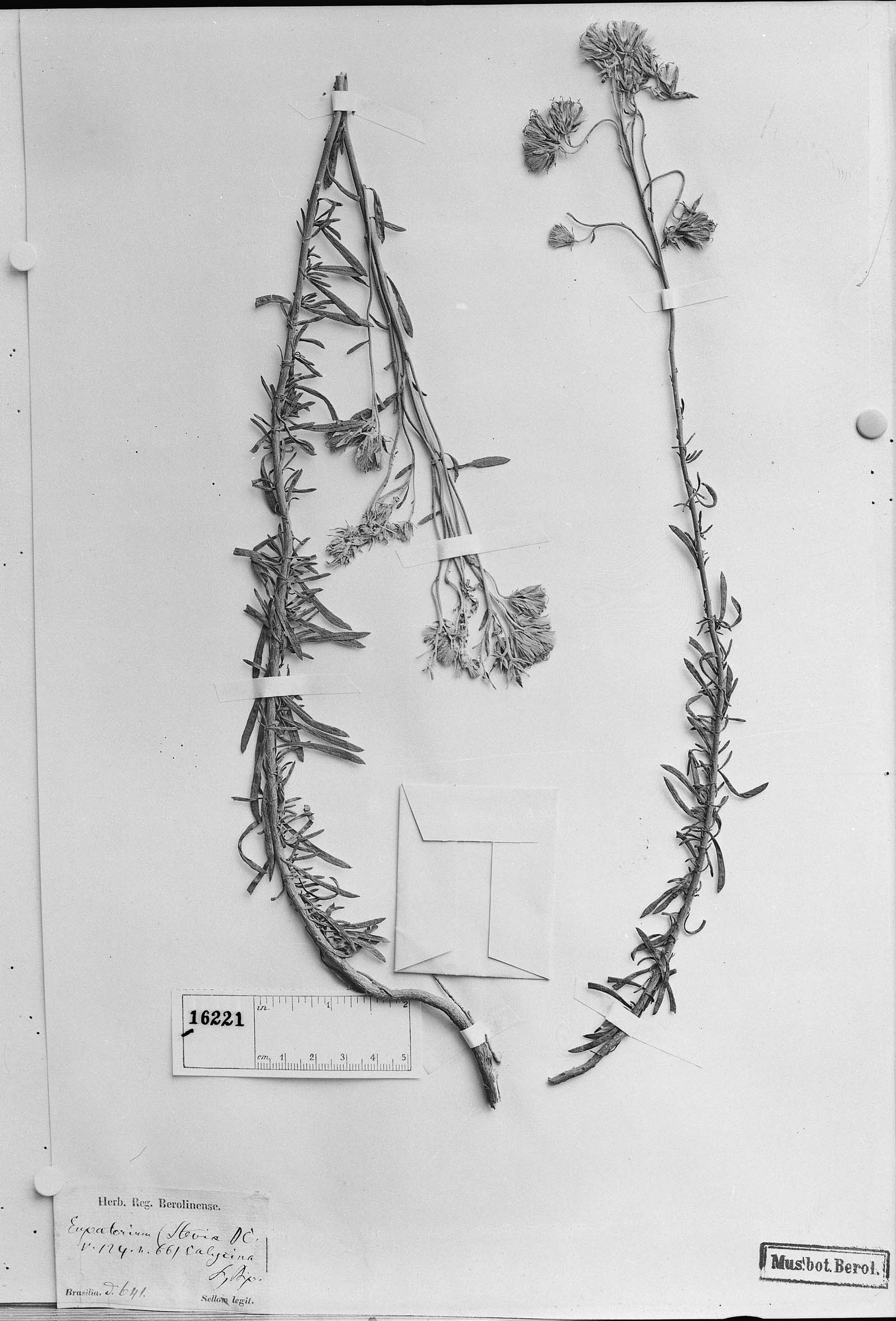 Disynaphia calyculata image