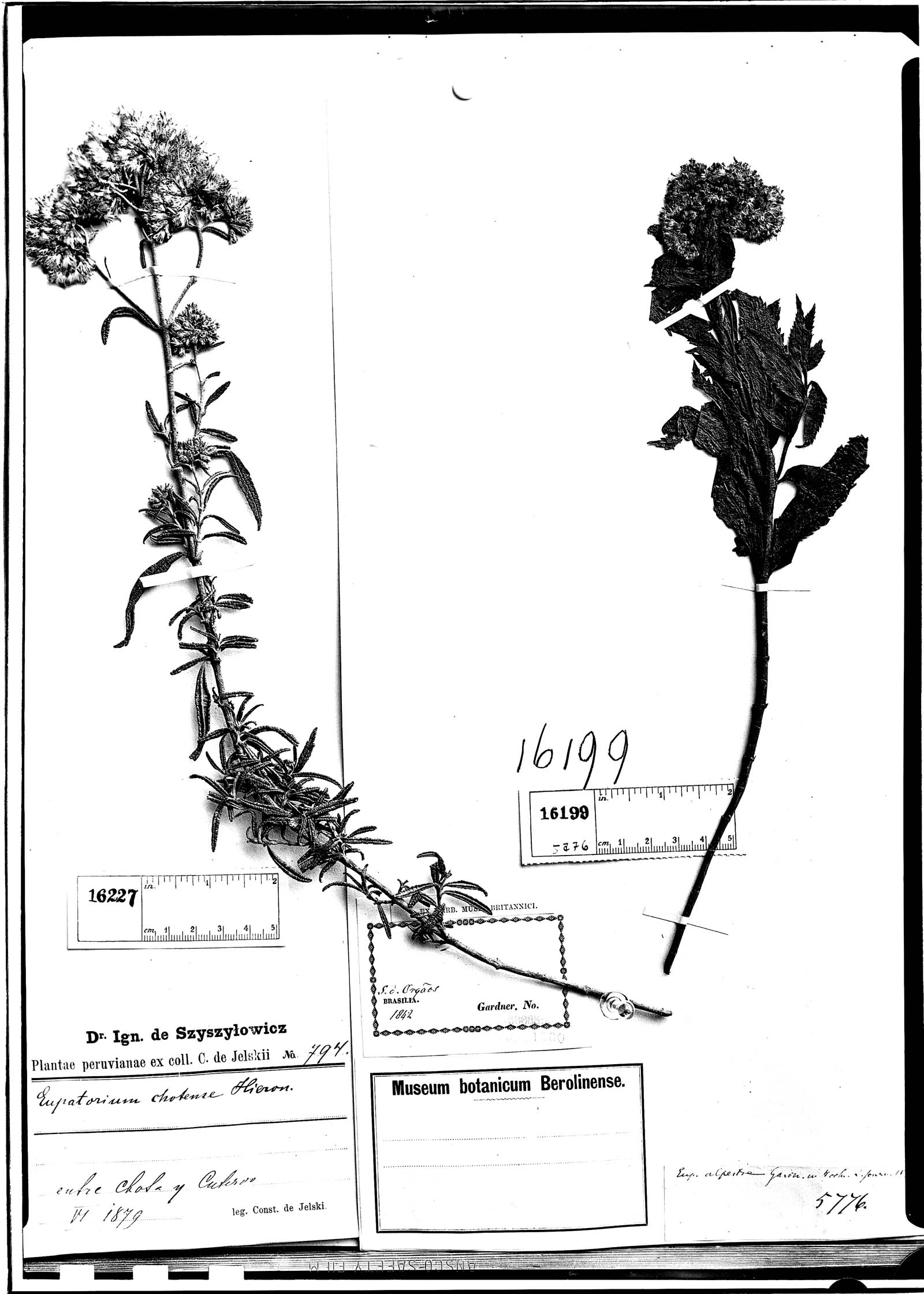 Cronquistianthus lavandulifolius image