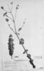 Eupatorium coriaceum image