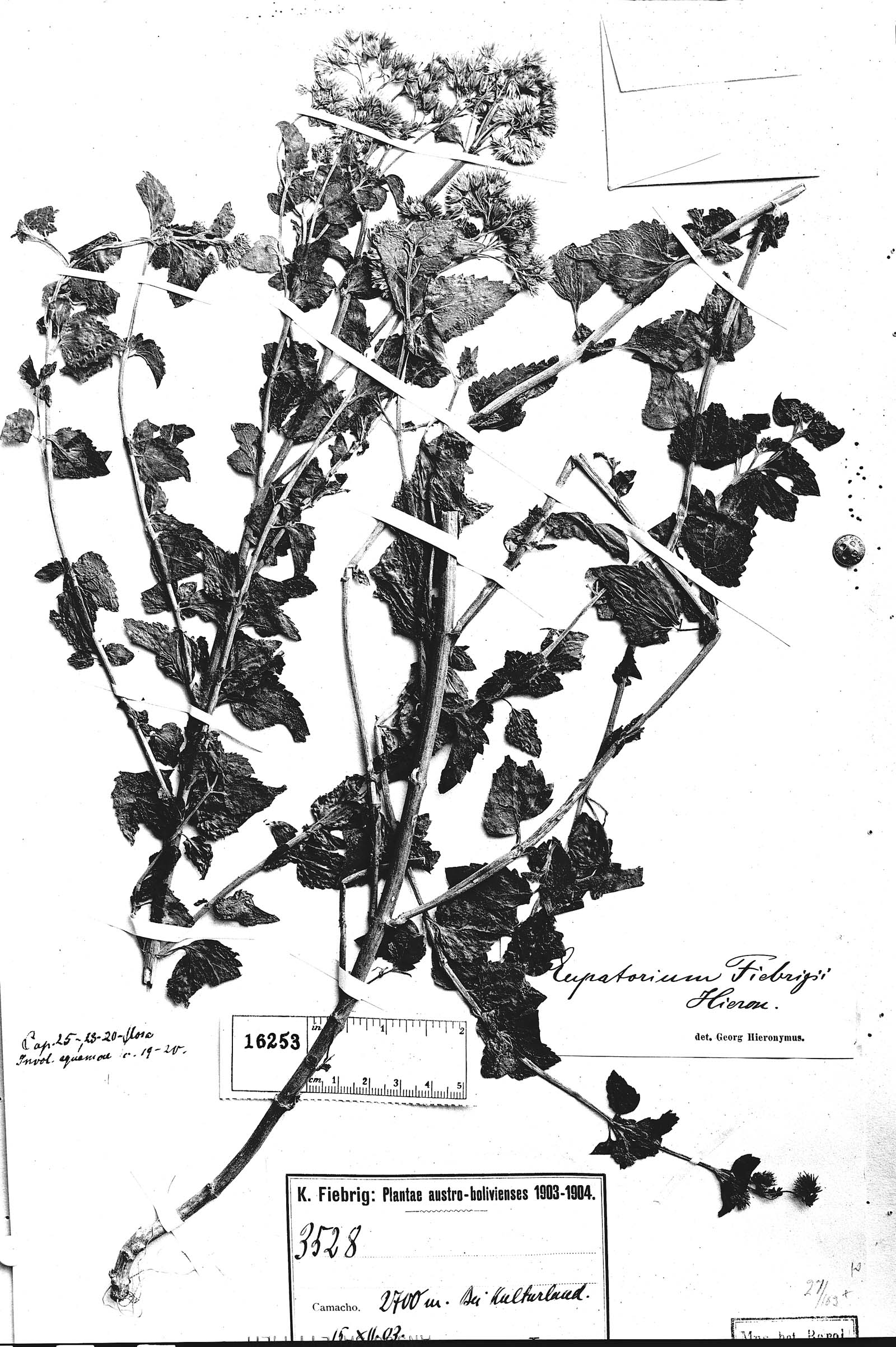 Fleischmannia fiebrigii image