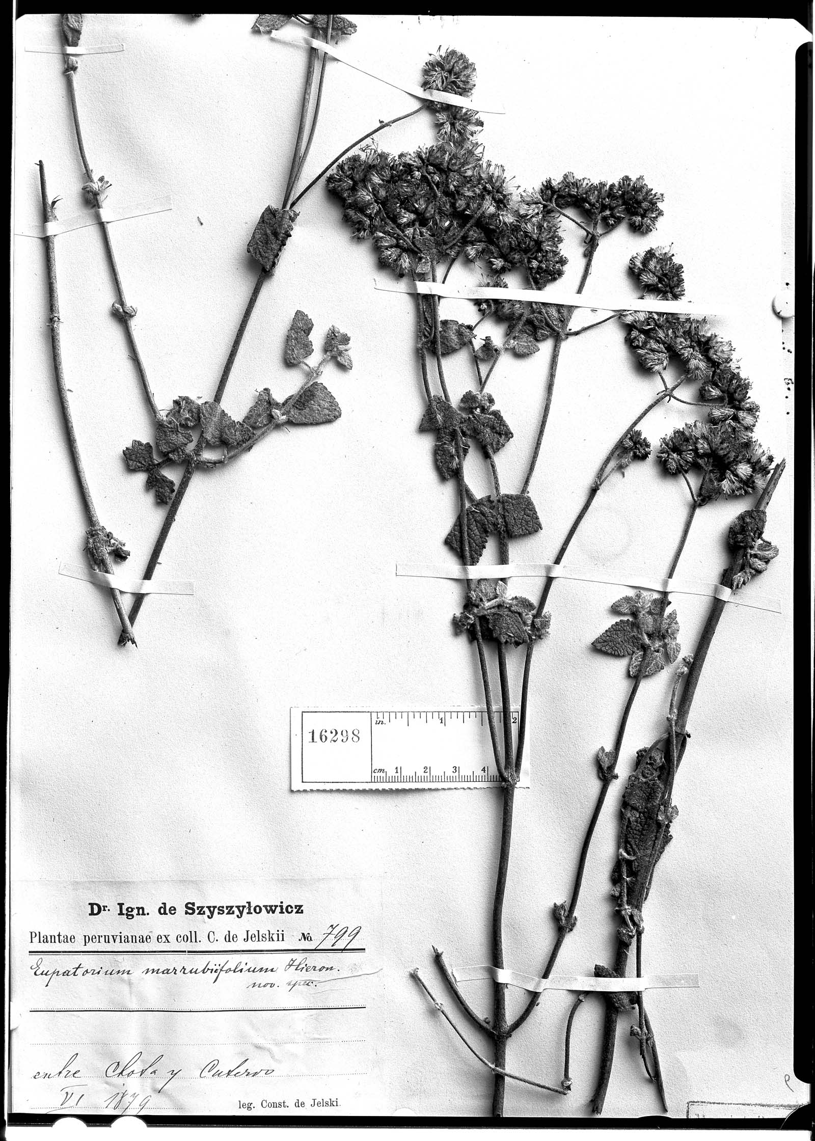 Eupatorium marrubiifolium image