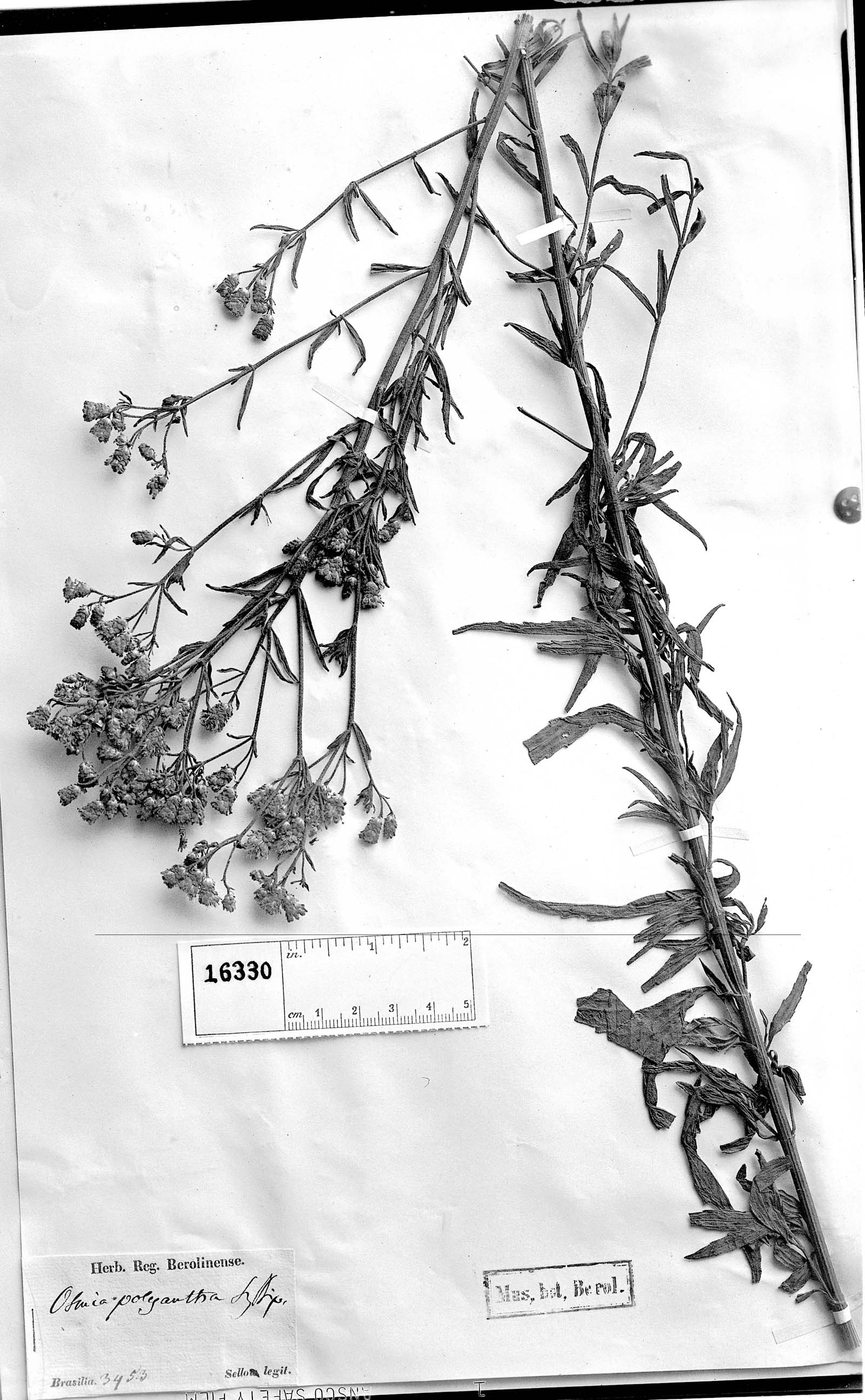 Eupatorium polyanthum image