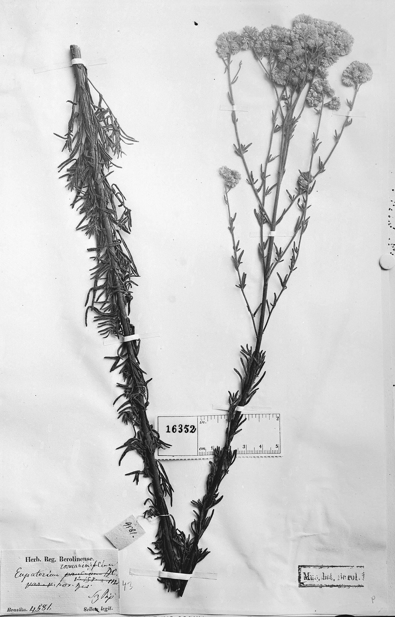Eupatorium rosmarinifolium image