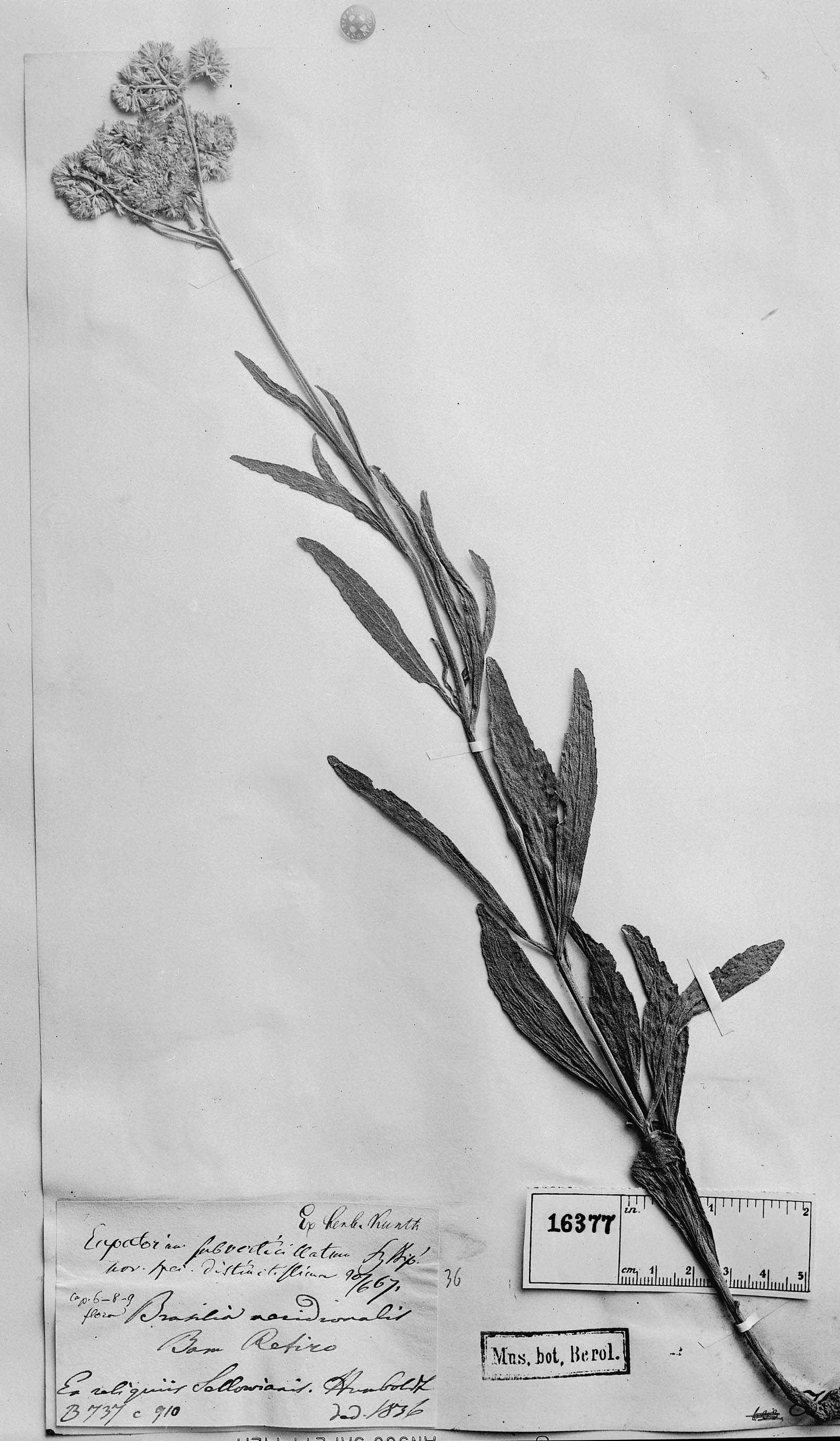 Mikania subverticillata image