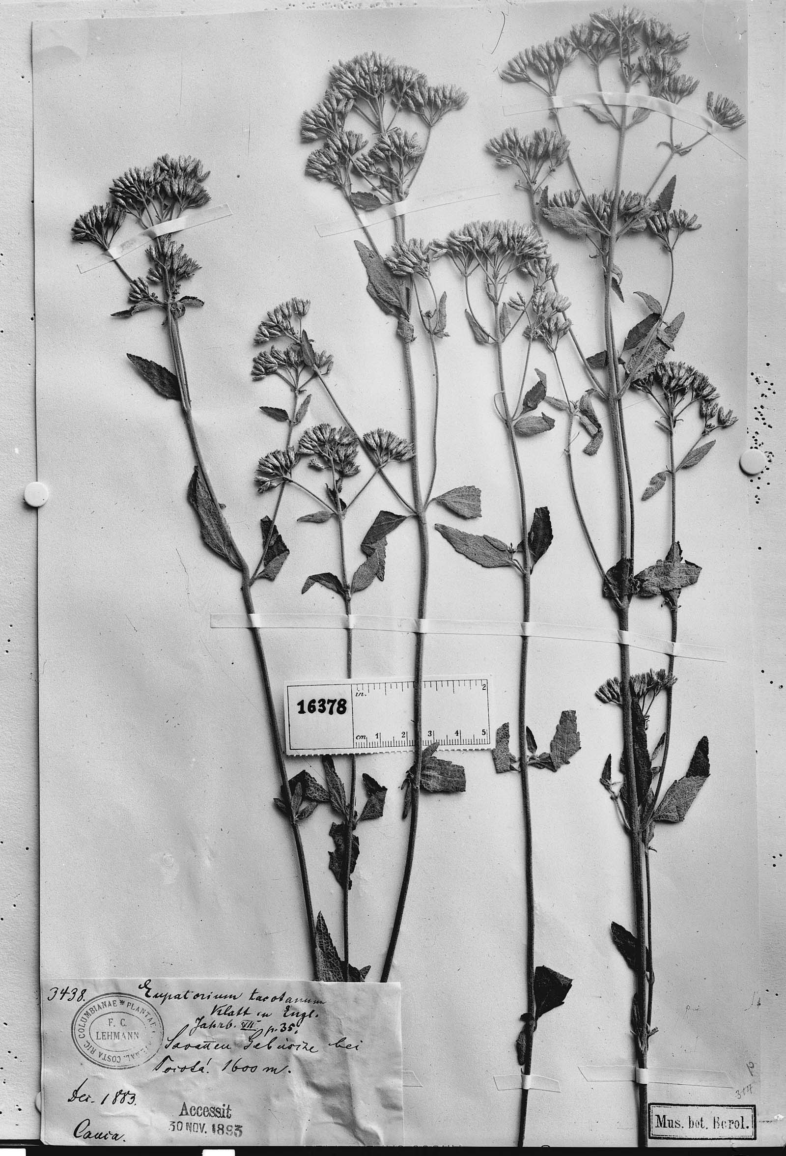 Chromolaena tacotana image