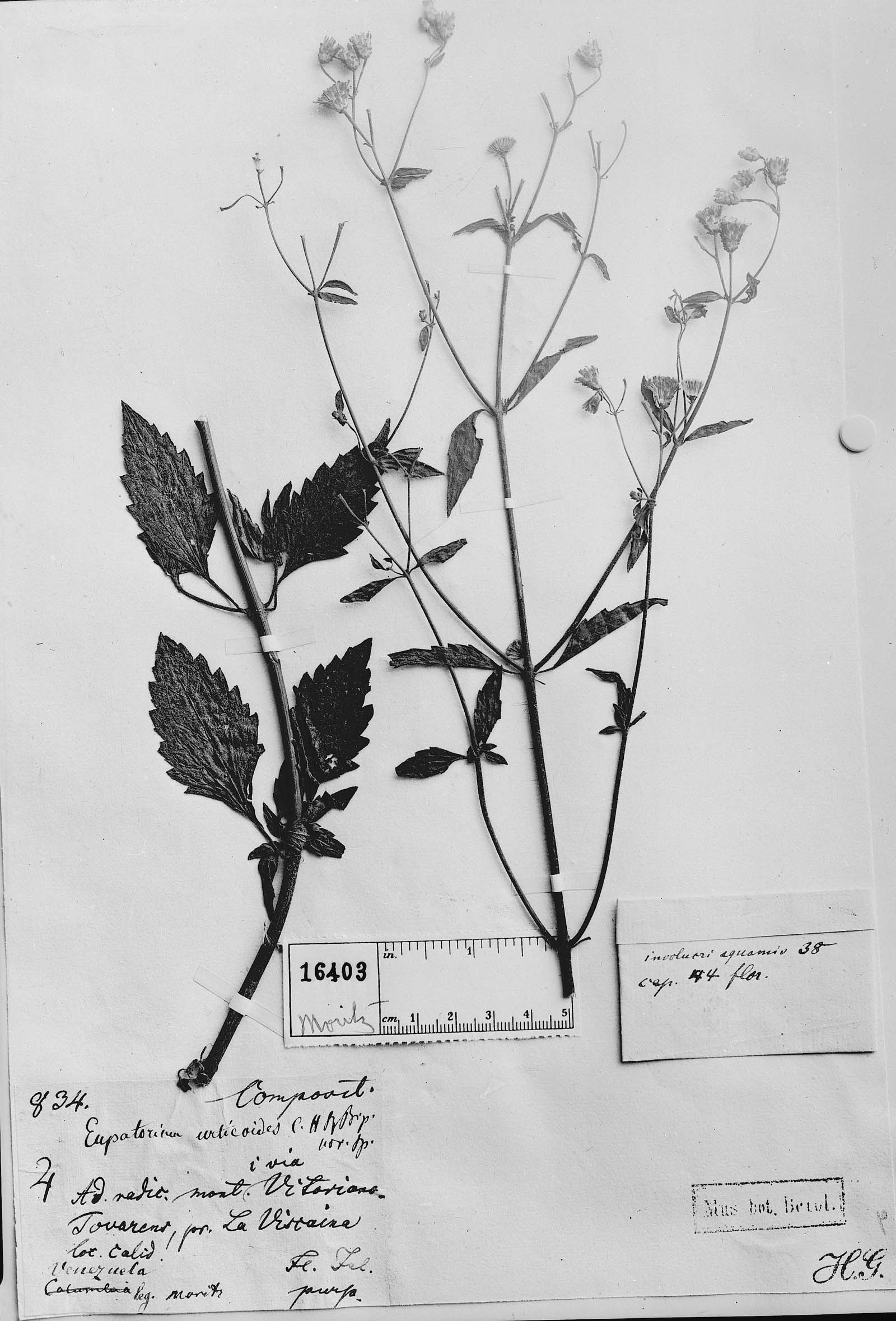 Chromolaena urticoides image