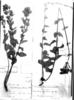 Chromolaena xylorhiza image