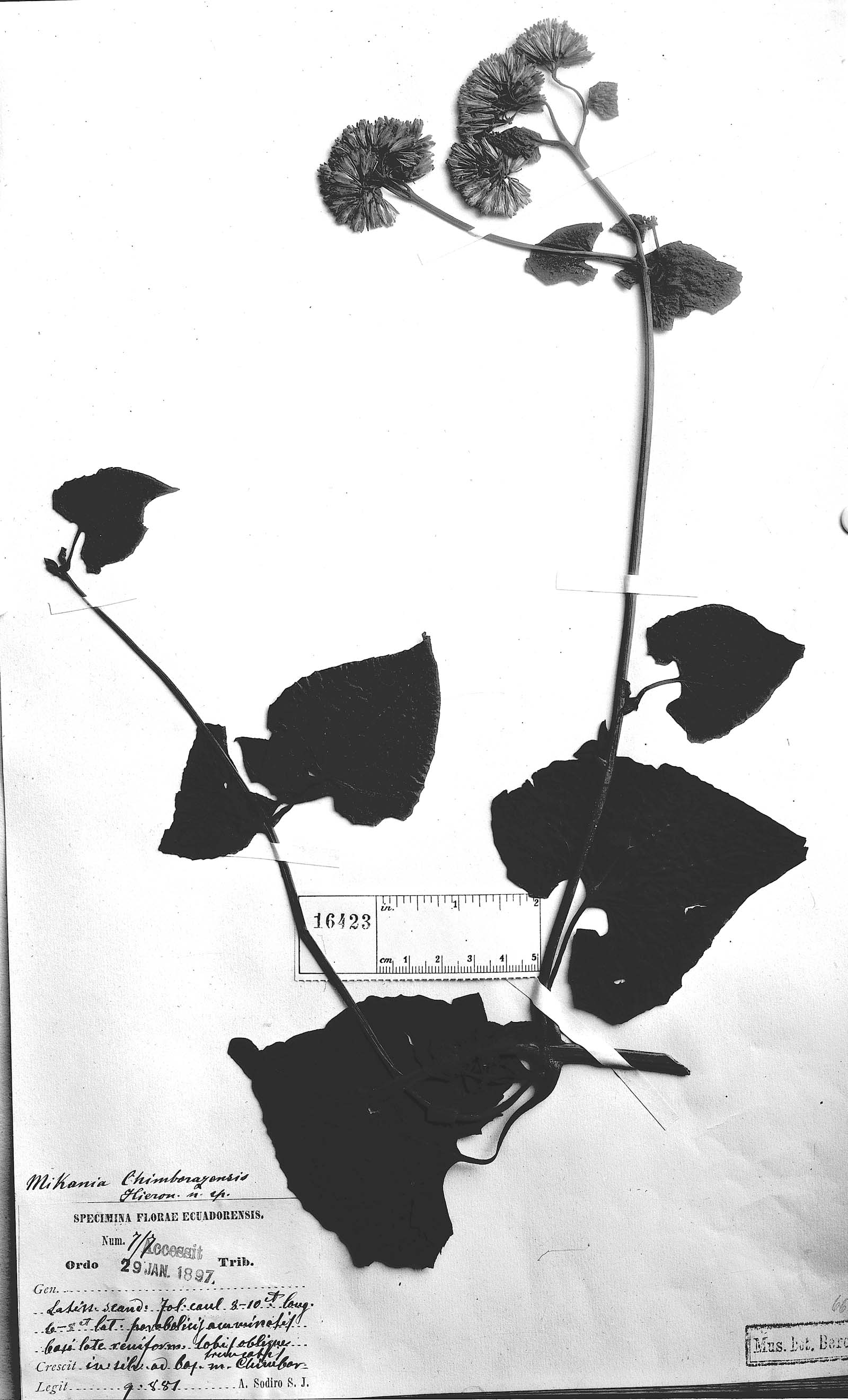 Mikania chimborazensis image
