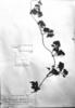 Mikania clematidifolia image