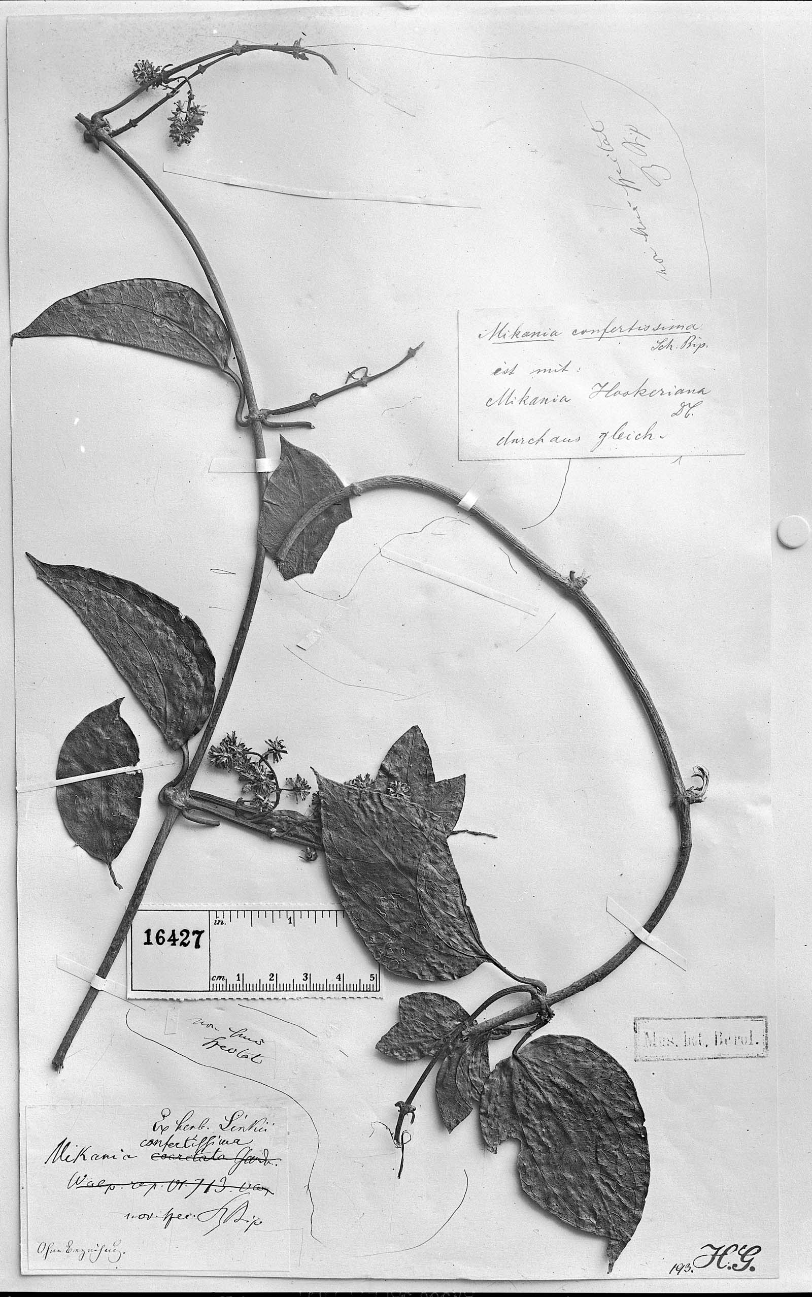 Mikania confertissima image