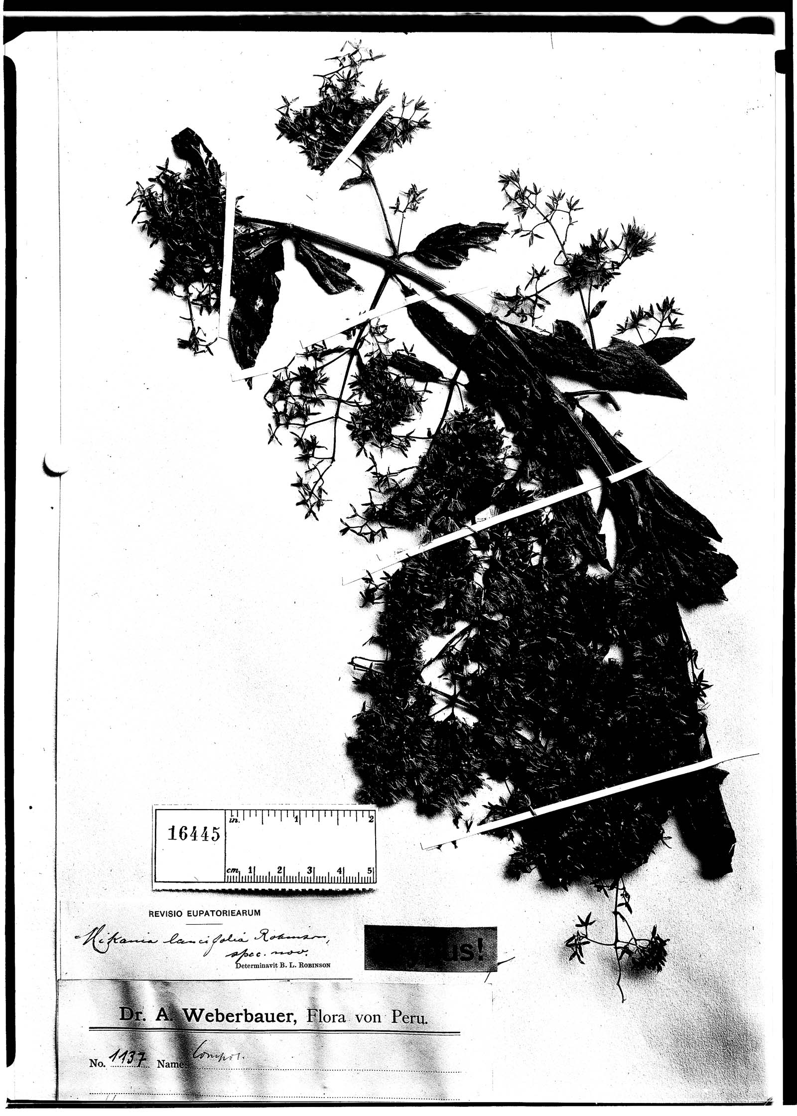 Mikania lancifolia image