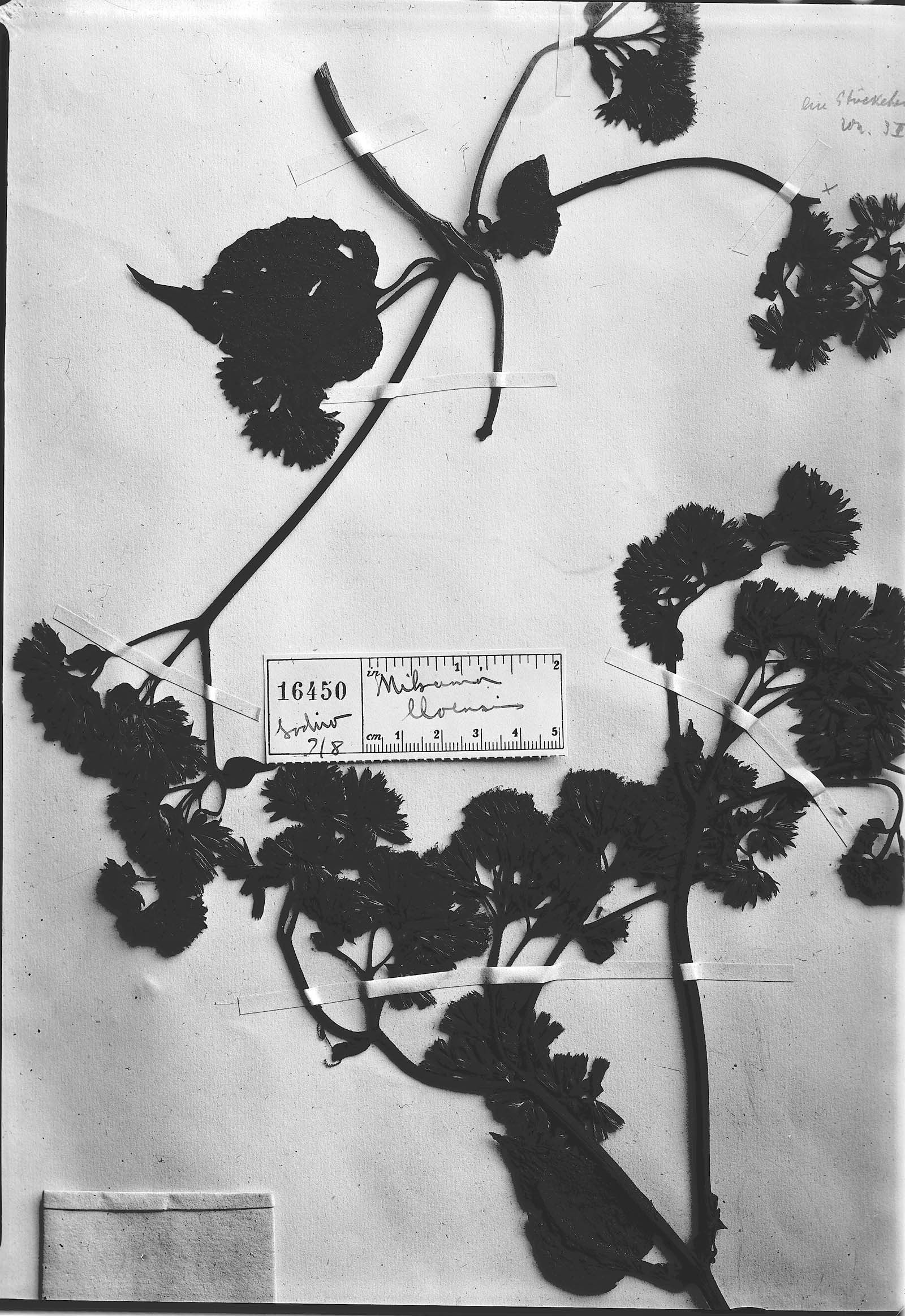 Mikania lloensis image
