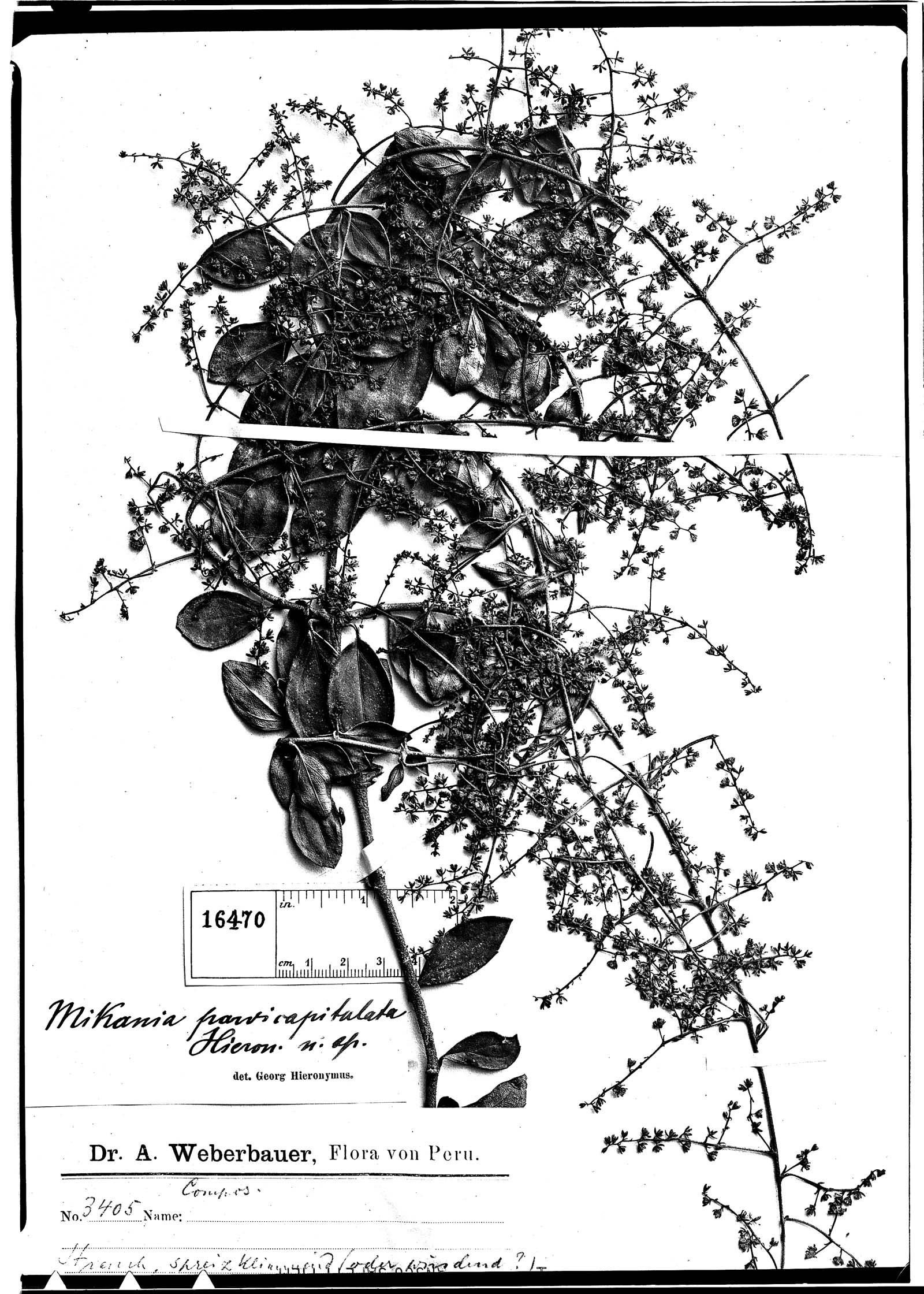 Mikania parvicapitulata image
