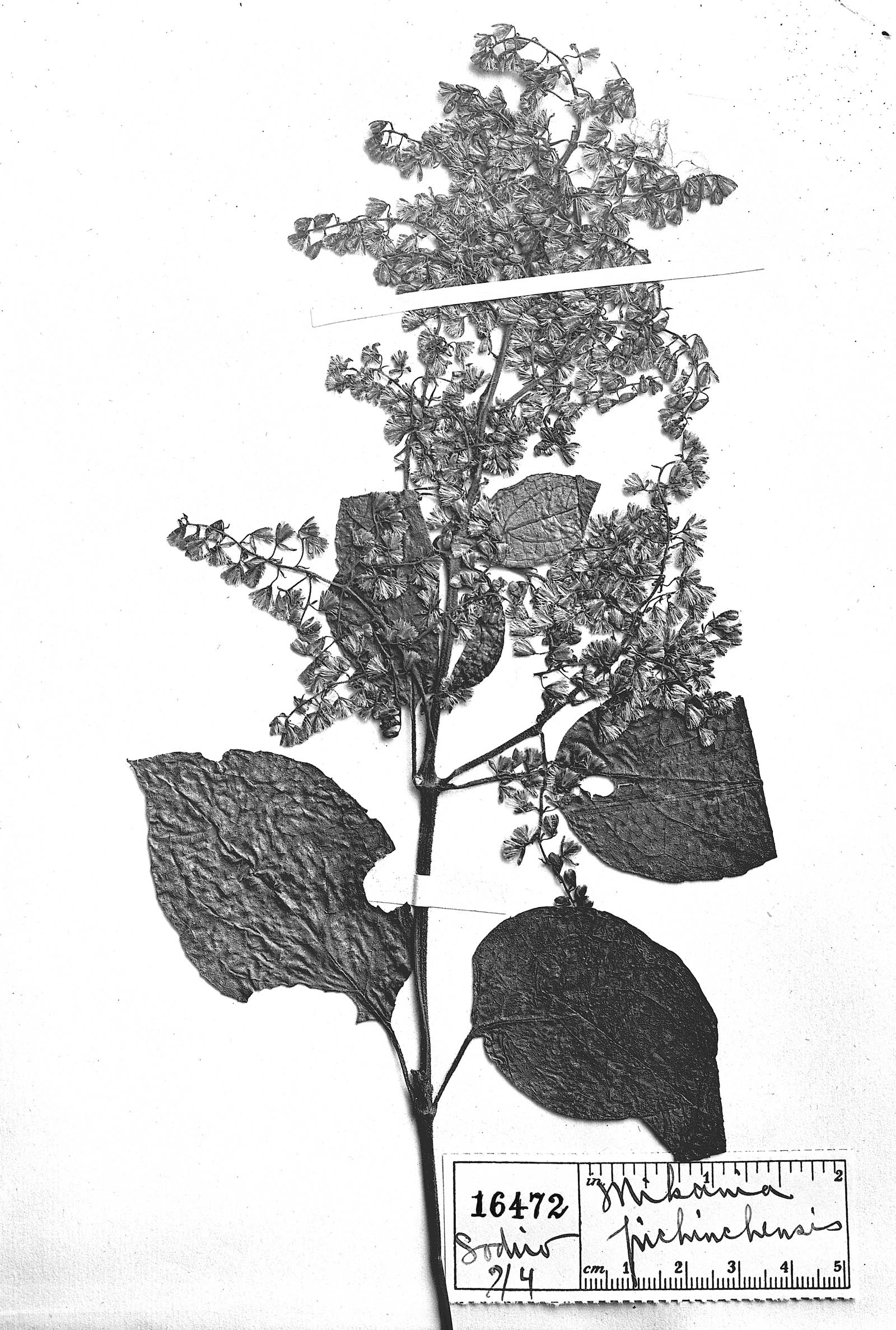 Mikania pichinchensis image