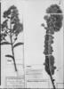 Mikania reticulata image