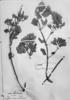 Mikania brachyphylla image