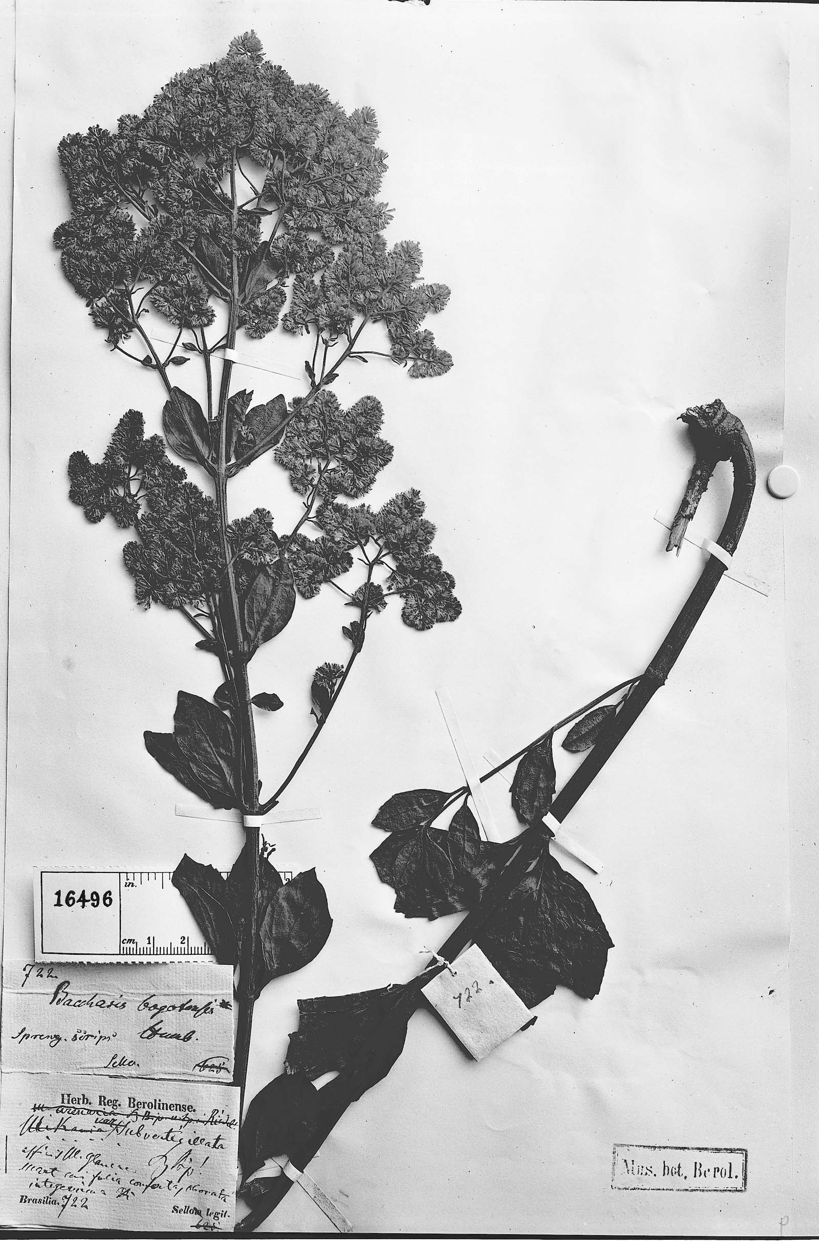 Mikania subverticillata image