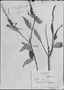 Croton heliotropiifolius image