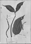 Croton fraseri image