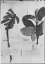Croton piauhiensis image