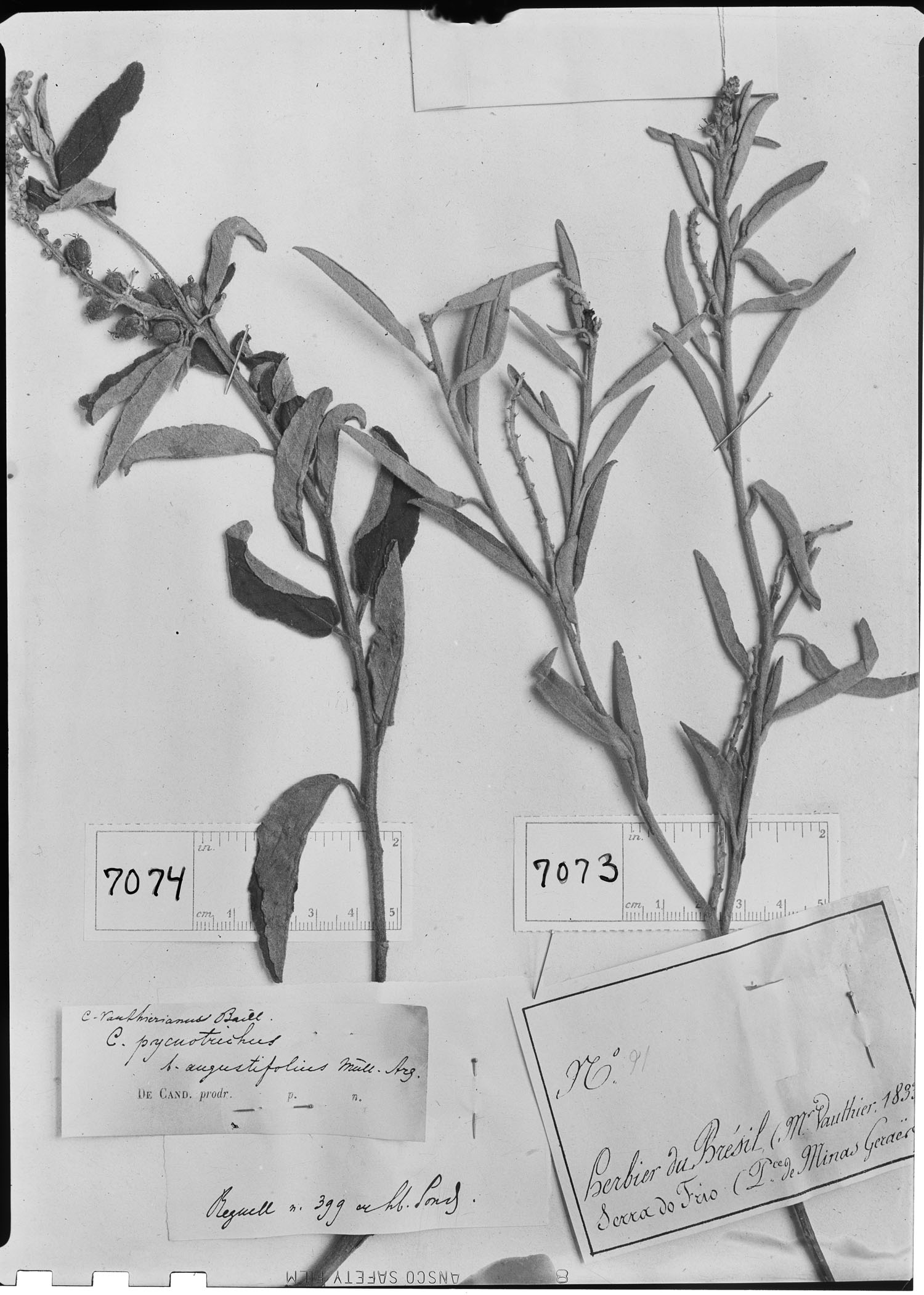 Croton macrobothrys subsp. macrobothrys image