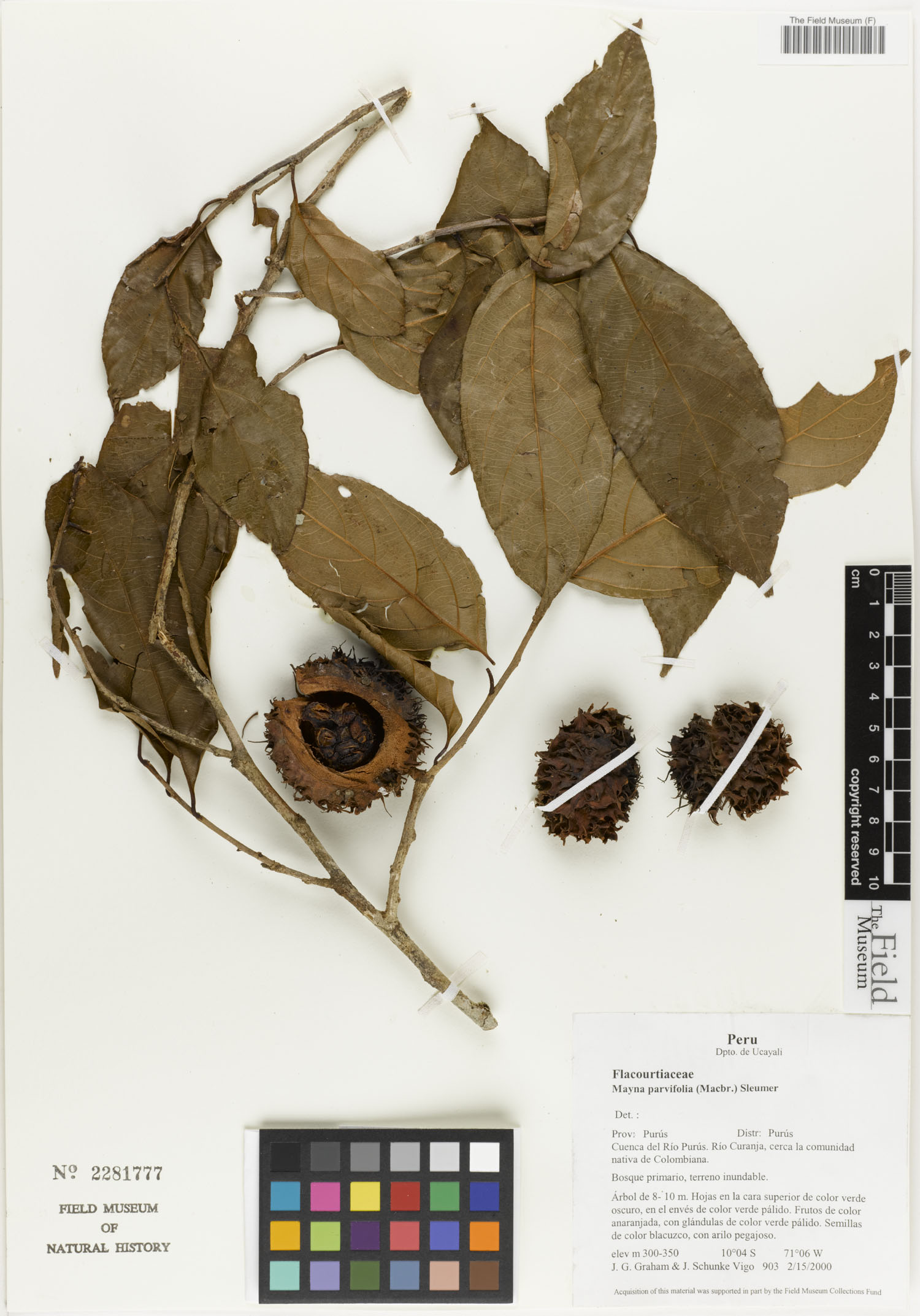 Mayna parvifolia image