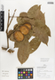 Pterocarpus amazonicus image