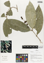 Calyptranthes densiflora image