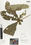 Aegiphila cuneata image