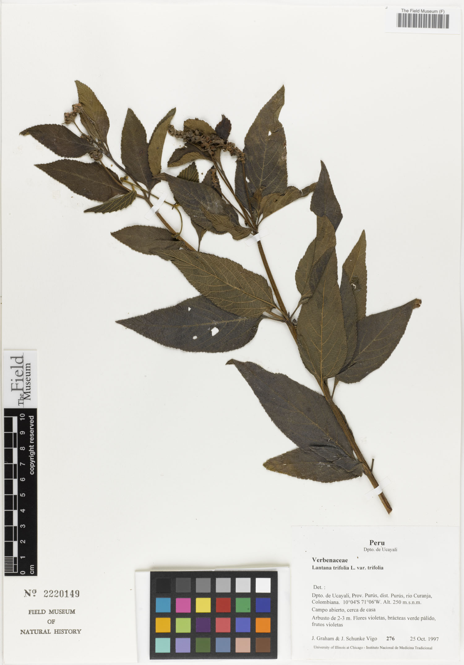 Lantana trifolia var. trifolia image