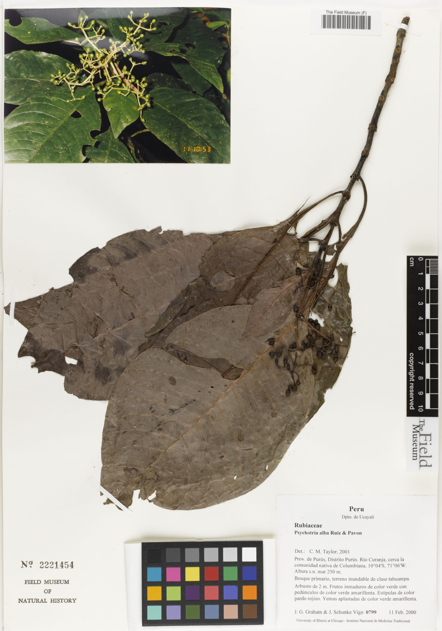 Psychotria alba image