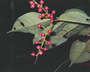 Calyptranthes densiflora image