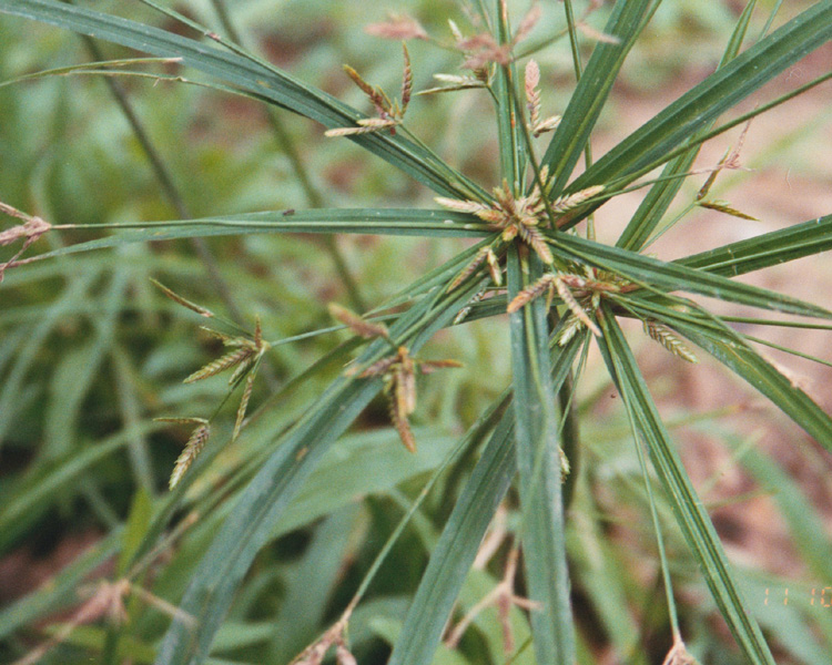 Cyperus chalaranthus image