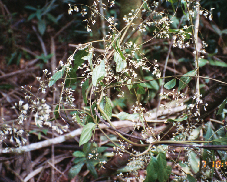 Mikania banisteriae image