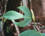 Philodendron panduriforme image
