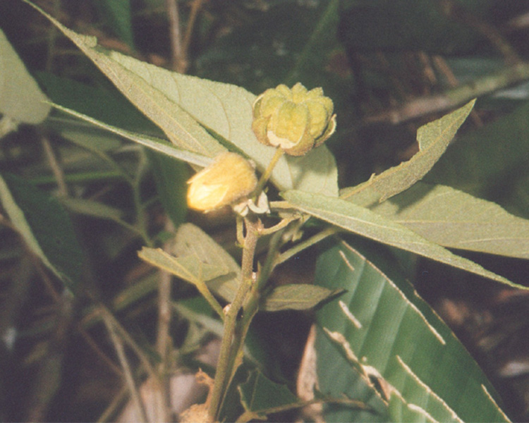 Abutilon dianthum image