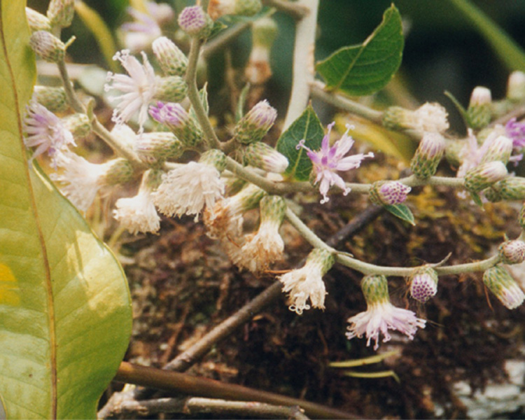 Lepidaploa myriocephala image